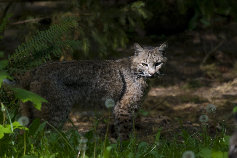 Bobcat (Captive)